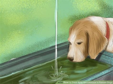 How to Treat Spay Incontinence in Female Dogs: 7。